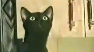 Нас развлекают кошки - смотреть видео (2:14)