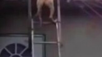 Собачий спуск по лестнице - смотреть видео (0:37)