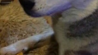 Поющий хаски - смотреть видео (1:27)