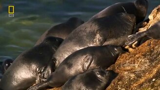 О байкальской нерпе - смотреть видео (2:46)