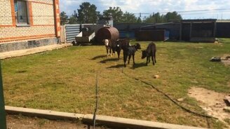 Телята против шланга - смотреть видео (0:18)