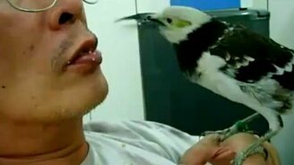 Кормит птицу изо рта - смотреть видео (1:12)
