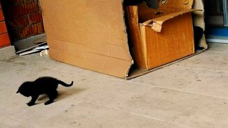 Котятки и коробки - смотреть видео (3:00)