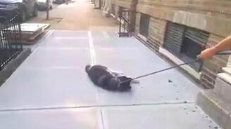 Не хочу домой! - смотреть видео (1:10)