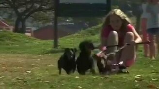 Но, таксы, поехали! - смотреть видео (0:24)