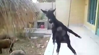 Ослик на качелях - смотреть видео (0:40)