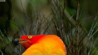 Хищник, ты меня не видишь! - смотреть видео (0:11)