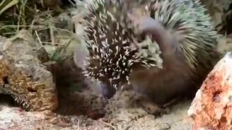 Ёжик чистюля - смотреть видео (0:18)