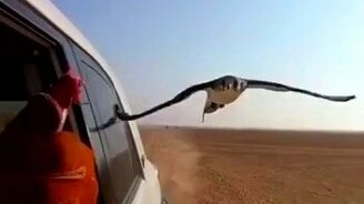 Соколья посадка на полном ходу - смотреть видео (0:33)