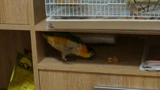 Попугай-альпинист - смотреть видео (0:12)