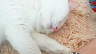 Кошка мнёт лапами руку - смотреть видео (0:35)