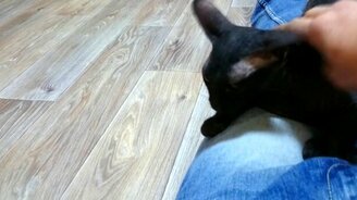 Кот думает, что он собака - смотреть видео (1:03)