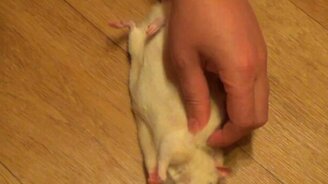 Как расслабить крысу - смотреть видео (0:40)