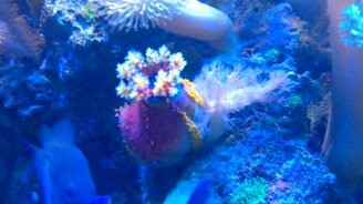 Морское яблоко пальчики облизывает - смотреть видео (0:31)