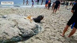 Тюлень-попрошайка на пляже - смотреть видео (1:04)