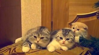 Сонная цепная реакция - смотреть видео (0:18)