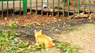 Кот атакует наглую крысу - смотреть видео (1:14)