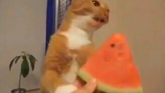 Кот без ума от арбуза - смотреть видео (1:05)