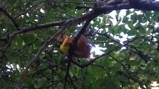 Белка кушает грушу - смотреть видео (0:36)