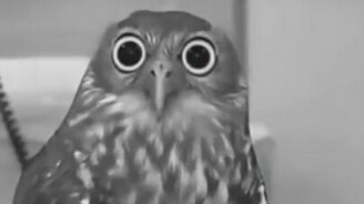 Обезумевший взгляд совы - смотреть видео (0:35)