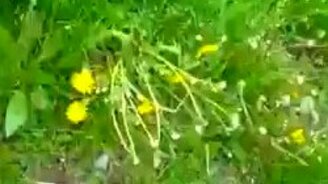 Рыба-монстр из Сибири - смотреть видео (0:56)