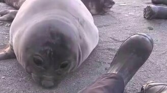 Как тюлень чихает - смотреть видео (0:12)