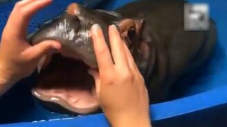 Трогательный бегемотик - смотреть видео (2:03)