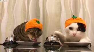 Еды нам, несите еды! - смотреть видео (0:26)