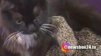 Чужих детей не бывает! - смотреть видео (0:26)