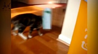 Кошки и коты против коробок - смотреть видео (4:02)