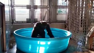 Горилла в тазике - смотреть видео (0:46)