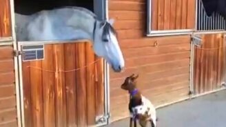 Козлёнок задира - смотреть видео (0:54)