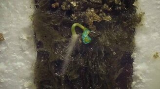 Как растут помидоры - смотреть видео (1:00)