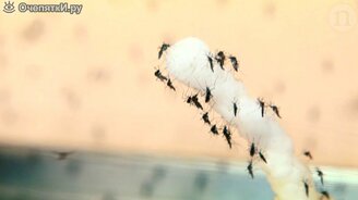 Как летают комары - смотреть видео (2:55)