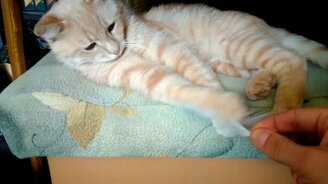 Самая ленивая охота - смотреть видео (0:25)