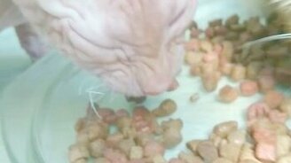 Кот-экскаватор - смотреть видео (1:11)