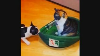 Весёлые сюжеты с кошками - смотреть видео (7:53)