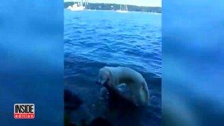 Собака спасла оленёнка - смотреть видео (1:38)