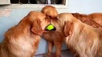 Ребята, живите дружно - смотреть видео (0:12)