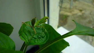 Кормёжка богомола - смотреть видео (1:06)