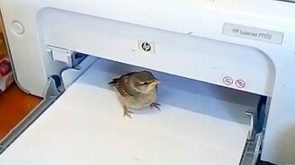 Птичка из принтера - смотреть видео (0:25)