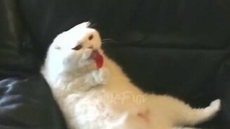 Прикольные видеоролики с котами - смотреть видео (10:23)