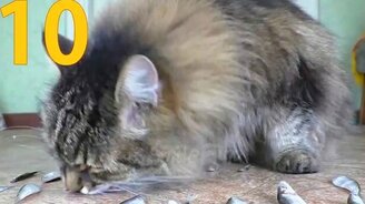 Чудные коты и кошки в коллекции роликов - смотреть видео (5:10)