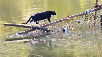 Кот переходит реку - смотреть видео (1:44)