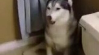 Хаски не желает купаться - смотреть видео (1:08)