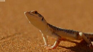 Смертельная муравьиная ловушка - смотреть видео (3:34)