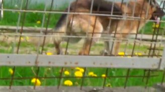 Подразнил умную собаку - смотреть видео (0:18)