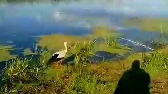 Аист-попрошайка - смотреть видео (0:41)