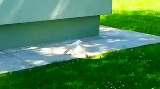 Вот она какая - белая ворона - смотреть видео (0:32)