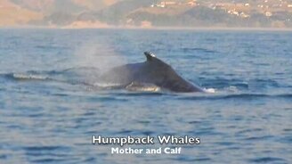 Огромный кит плещется в воде - смотреть видео (2:53)